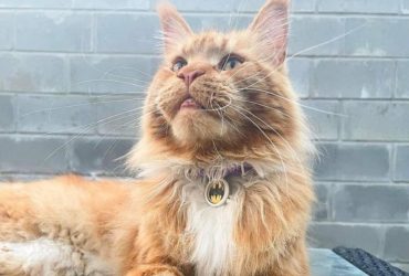 Викрадений окупантами кіт з Бучі проїхав тисячі кілометрів, щоб возз'єднатися з родиною