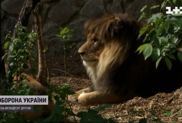 Заработал Киевский зоопарк: как чувствуют себя животные, пережившие боевые действия