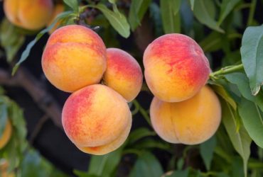 Названо фрукти з низьким вмістом цукру, які варто включити в раціон