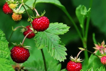 В Україні різко подорожчала суниця: названо головну причину та нові ціни