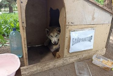 Пожарным из Харькова помогает пес, которого спасатели вытащили из огня (фото)