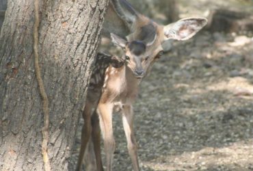 В Одеському зоопарку народилося дитинча благородного оленя (фото)