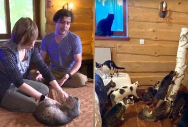 Подружжя з Харкова врятувало від війни понад 70 котів: всіх вивезли мікроавтобусом (відео)