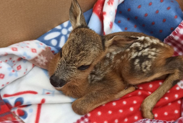 В Лозовой от разрыва снаряда погибли олени: одного Бэмби спасли (видео)