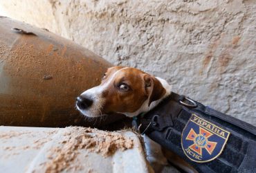 Пса-сапера Патрона показали в роботі (фоторепортаж)