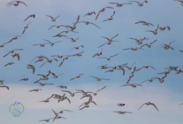 На Одещині у заповідник прилетіла понад тисяча найменших у світі чайок (фото)