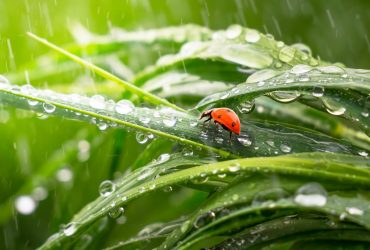 Сьогодні частину України накриють довгоочікувані дощі та грози (карта)