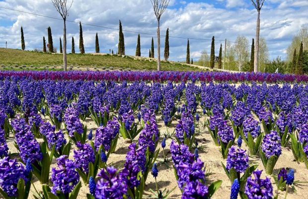 "Природу не остановить": разрушенный оккупантами ландшафтный парк под Киевом возобновляет работу