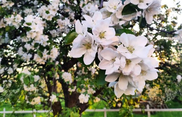 На ВДНХ в Киеве цветут яблоневые сады, а также открывается оранжерея (фоторепортаж)