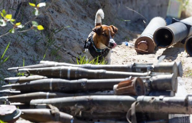 Пес Патрон получил премию на кинофестивале Канна (фото, видео)