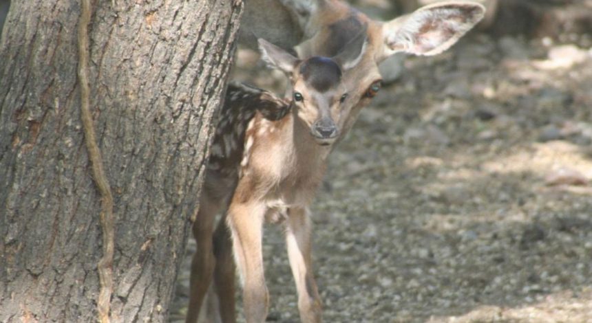 В Одесском зоопарке родился детеныш благородного оленя (фото)