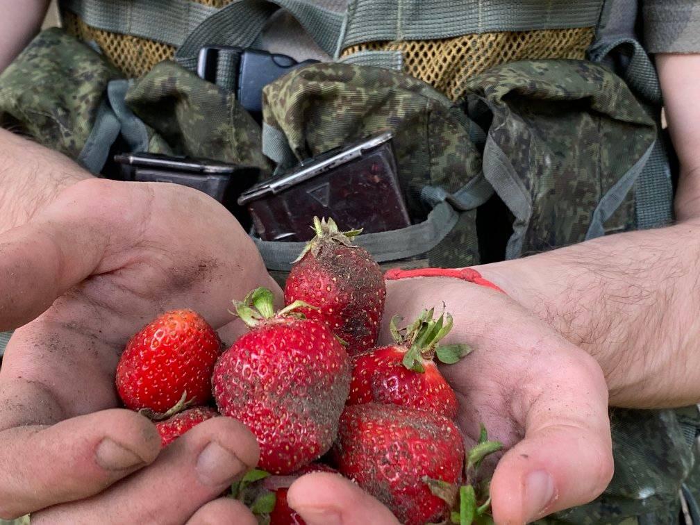 Окупанти на Херсонщині наймаються збирати полуницю / фото ОК "Південь" Окупанти на Херсонщині наймаються збирати полуницю / фото ОК "Південь"