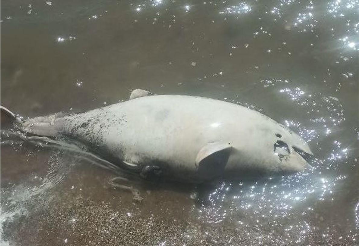 В Азовському морі зафіксували сміття риби і дельфінів / фото Петро Андрющенко В Азовському морі зафіксували сміття риби і дельфінів / фото Петро Андрющенко