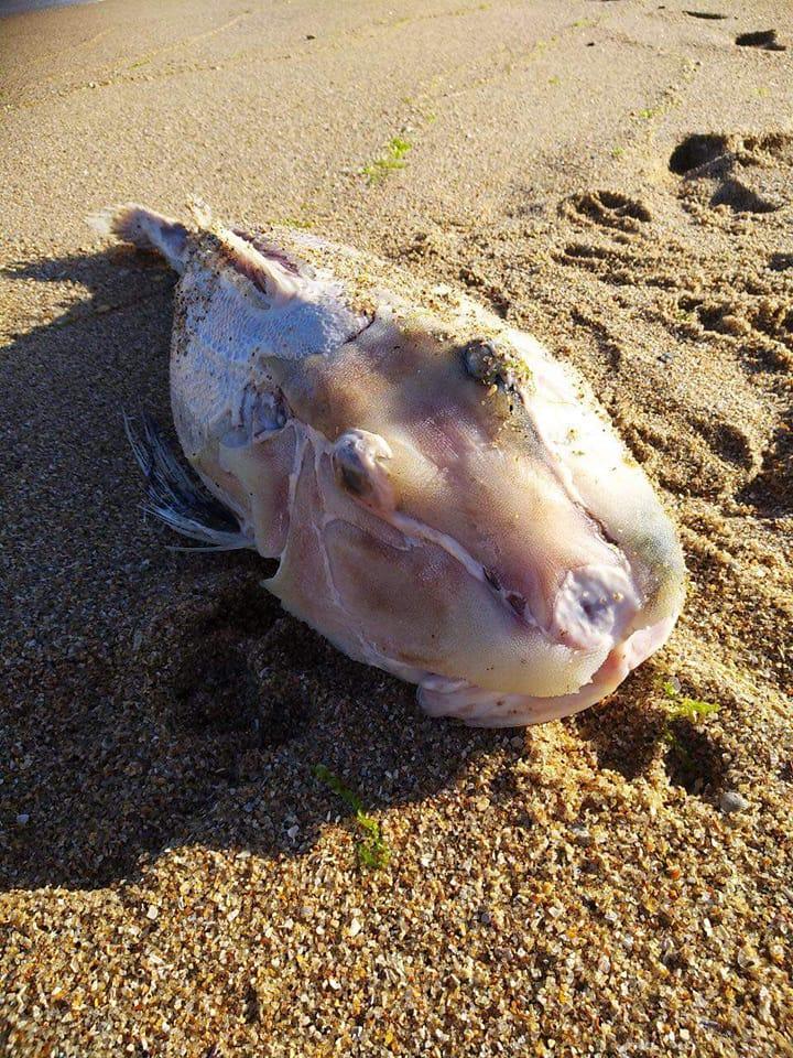 В Азовском море из-за действий оккупантов начал гибнуть краснокнижный вид рыб / фото Facebook Дмитрия Воловика