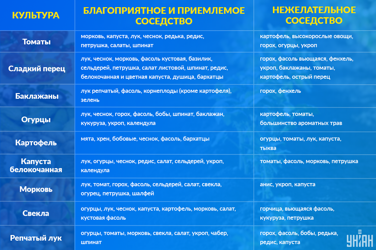 Rакие овощи можно сажать рядом друг с другом / Инфографика УНИАН Rакие овощи можно сажать рядом друг с другом / Инфографика УНИАН