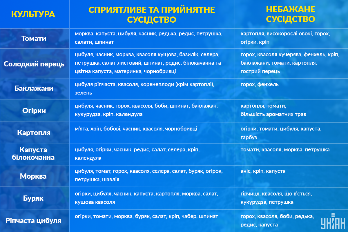 Які овочі можна садити поруч один з одним / Інфографіка УНІАН Які овочі можна садити поруч один з одним / Інфографіка УНІАН