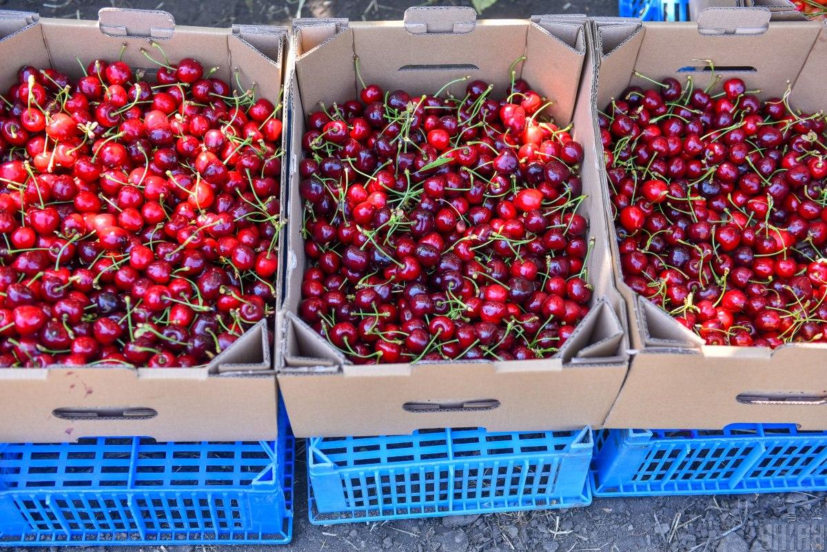 Sweet cherries are sold cheaper than a year ago / photo Alexander Prilepa, UNIAN