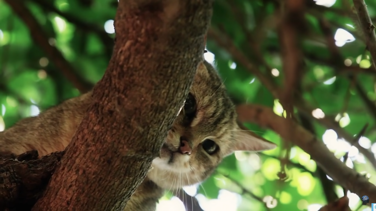 Котят после лечения хотят вернуть обратно в дикую природу / фото скриншот You-Tube