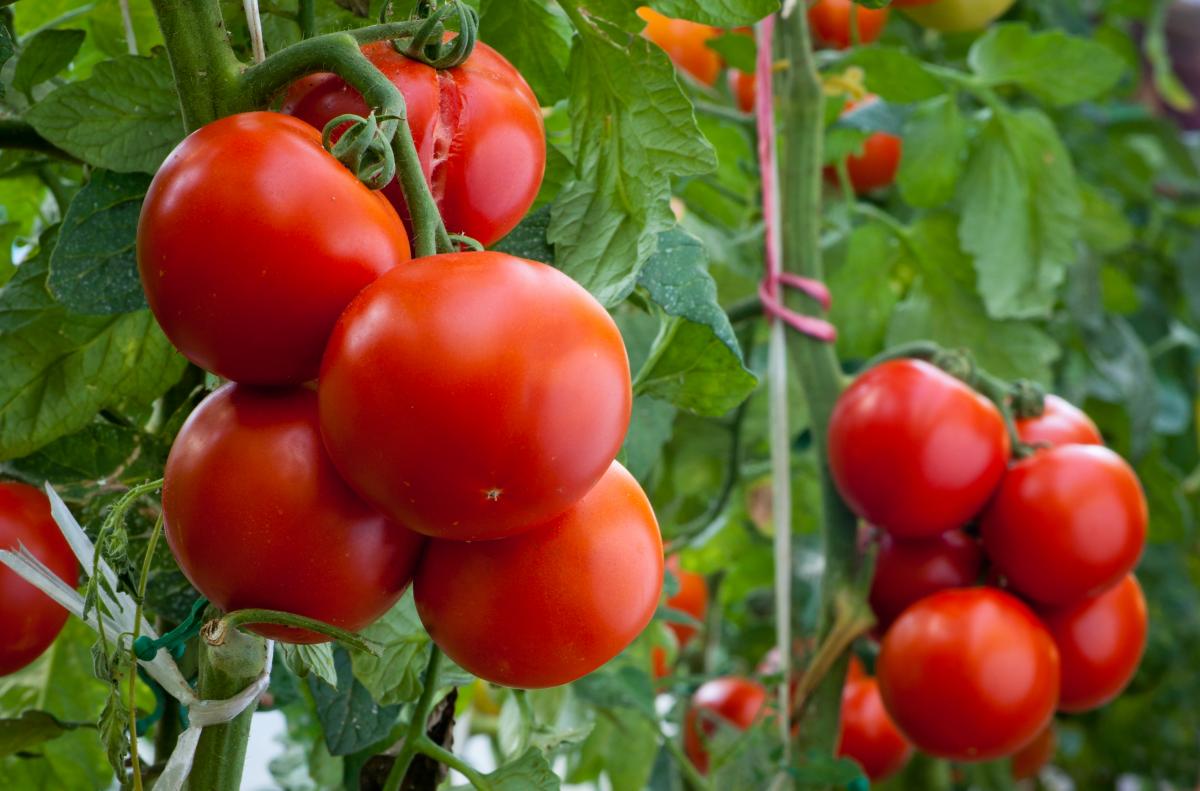 Why do red tomatoes crack and what to do about it / depositphotos.com