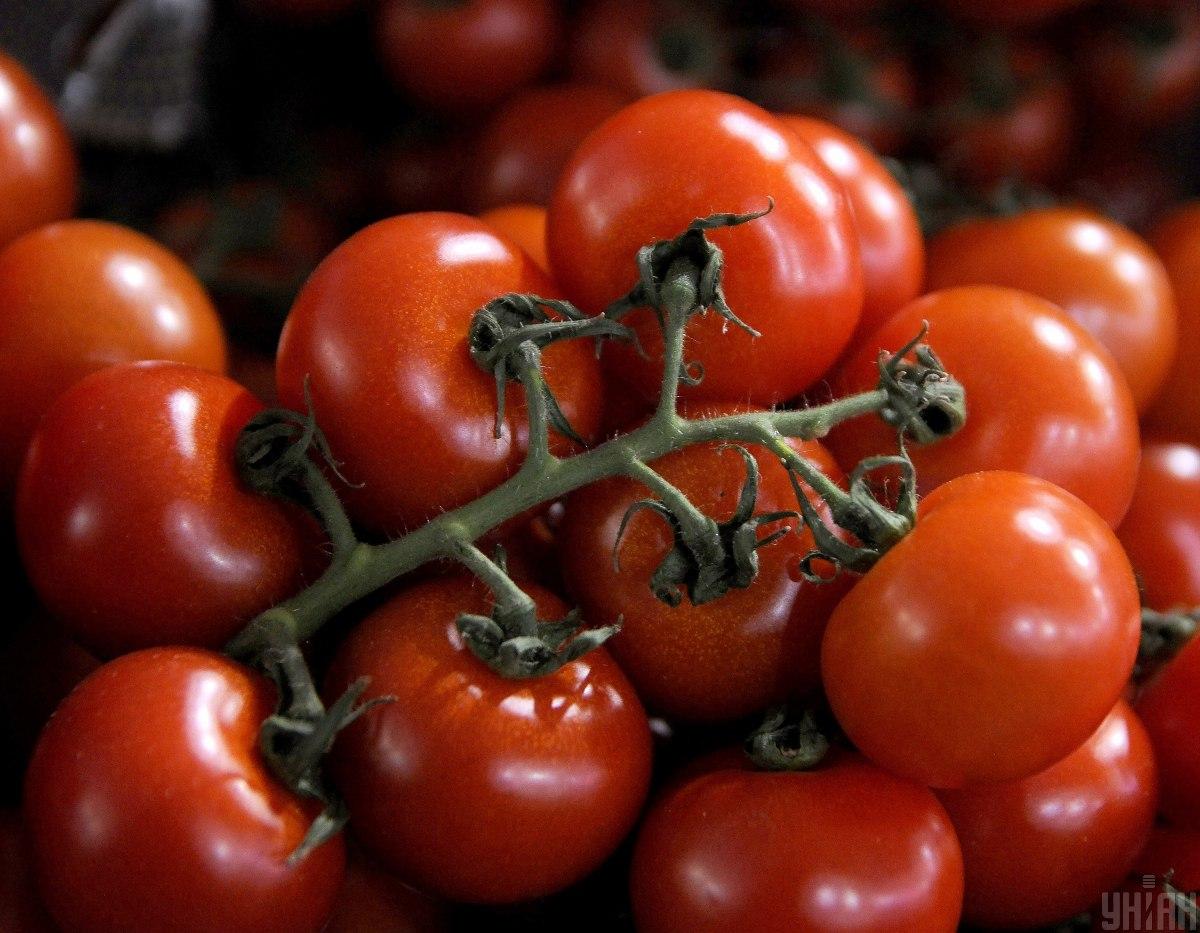 В Україні почали дешевшати помідори: скільки вже коштує кілограм
