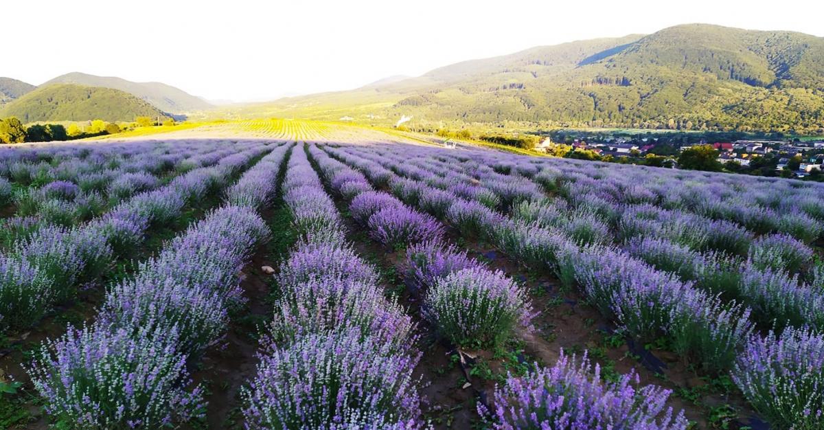 У червні й до середини липня квітне поле лаванди у Перечині / фото Лавандова гора
