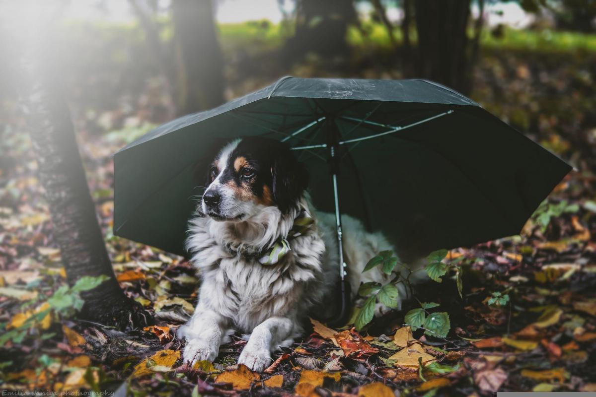 15 октября в Украине начнутся дожди / фото Эмилия Джанига, Pixabay 15 октября в Украине начнутся дожди / фото Эмилия Джанига, Pixabay