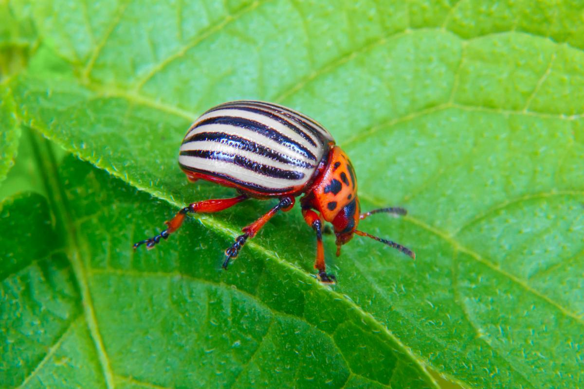 What is the most effective remedy for the Colorado potato beetle - tips / depositphotos.com