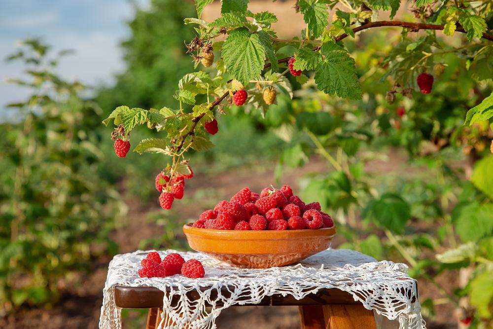 How to feed raspberries / photo ua.depositphotos.com