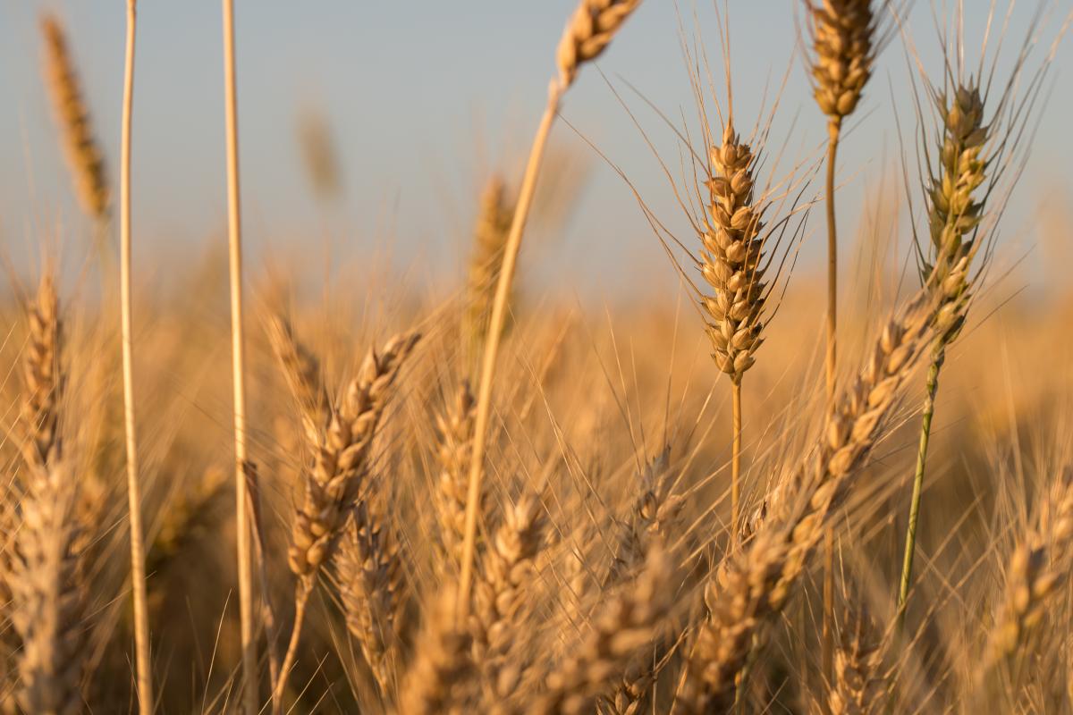 Пшеницы нового урожая хватит для пищевых потребностей украинцев / фото ua.depositphotos.com