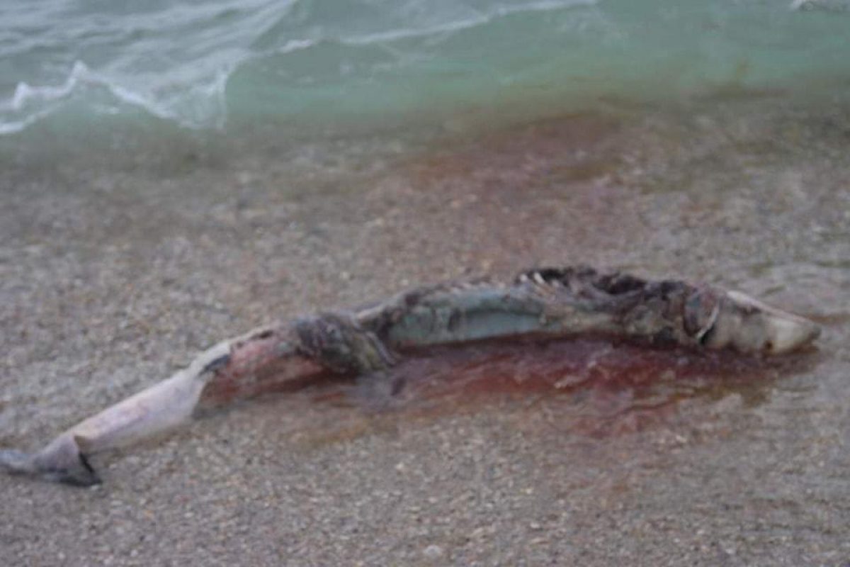 Фото В Черном море мрут дельфини - все из-за войны 24 июня 2022