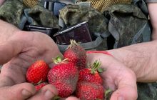 "Рашо-гастарбайтери" в Херсонській області наймаються до фермерів збирати полуницю