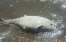 "Хвороба у воді": в Азовському морі почався масовий мор риби та дельфінів (фото)