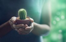 Где должны стоять суккуленты и как за ними ухаживать: главные секреты