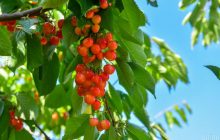 Как отпугнуть птиц от черешни или вишни: копеечные лайфхаки садовода