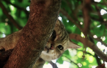 На Одещині ветеринари врятували трьох червонокнижних кошенят, які постраждали від обстрілів