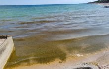 Вода превратилась в болото: в Азовское море вернулись водоросли (фото)