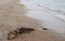 На Одещині з 24 лютого виявлено понад 90 дельфінів, загиблих через агресію РФ