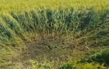 Ніс вибухівку: на Сумщині знищено ворожий ударний коптер (фото, відео)