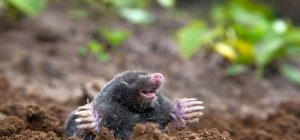 Что налить в нору крота: это средство есть на каждой кухне