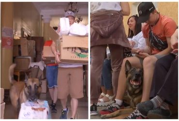 Пес з Харкова став волонтером у Чернівцях: носить гуманітарку та заспокоює людей (відео)