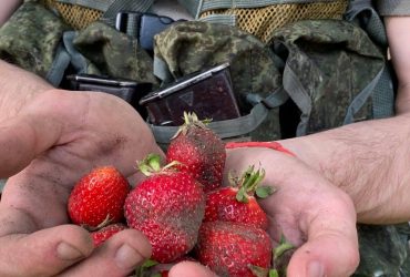 Рашо-гастарбайтери в Херсонській області наймаються до фермерів збирати полуницю