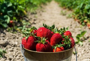 Домашня на всі 100: як виростити полуницю з насіння