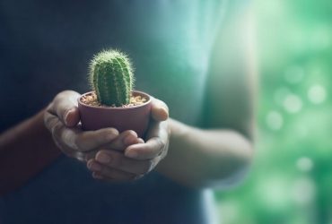 Де повинні стояти сукуленти і як за ними доглядати: головні секрети