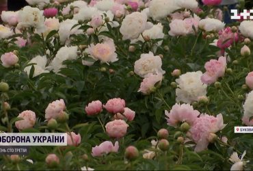На Буковине показывают цветы, один куст которых стоит 10 тысяч гривень