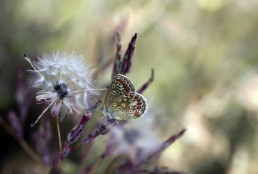 Антициклон над Україною слабшатиме: синоптики розказали, як зміниться погода