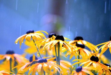 Спеки вистачатиме: синоптик зробила невтішний прогноз на Трійцю