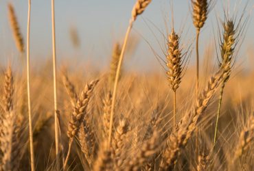 Ціни на пшеницю різко пішли вгору після ракетного удару Росії по порту в Одесі – Reuters