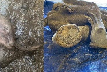 У Канаді знайшли унікальну мумію мамонта: збереглися навіть кігті та шерсть (фото)