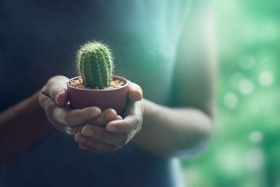 8 растений, которые нельзя держать дома, если не хотите разрушить личную жизнь