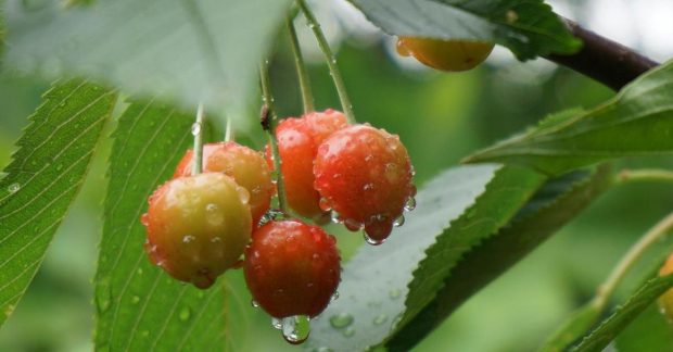 What weather awaits Ukrainians on the last day of June